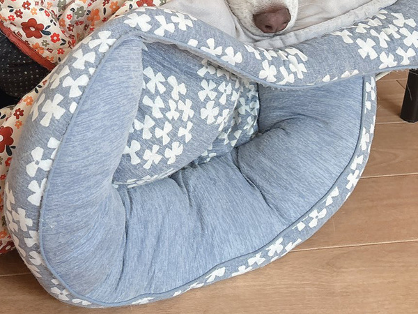 シベリアンハスキーが『ベッドメイク』　その結果に「モリモリだ」「ホテルで働けそう！」