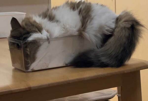 「猫は液体ではなかった？」　『半分個体』の猫とは…【箱入り猫】
