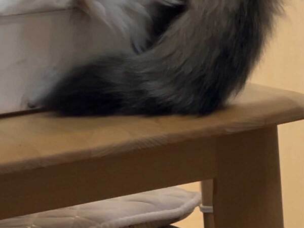 「猫は液体ではなかった？」　『半分個体』の猫とは…【箱入り猫】