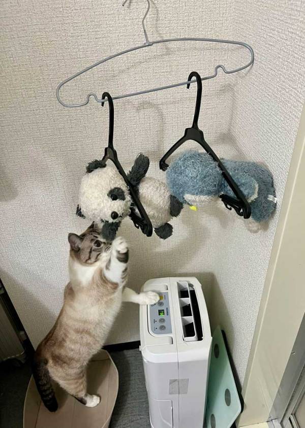 【ぬいぐるみ】猫の『お友達』を洗濯したら…　展開に「尊い…」「助けようとしてる」