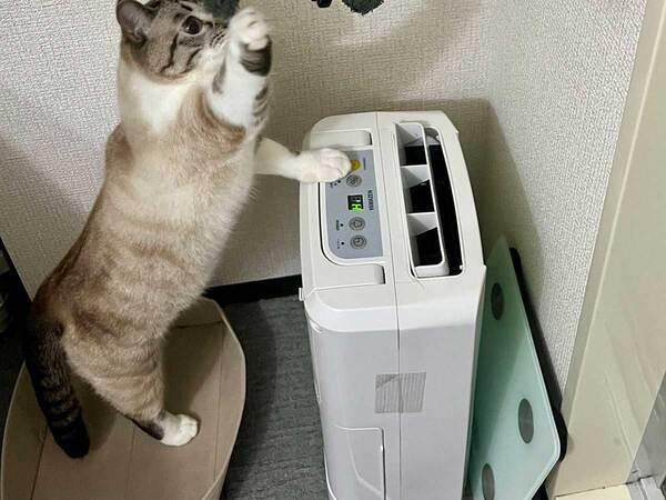 【ぬいぐるみ】猫の『お友達』を洗濯したら…　展開に「尊い…」「助けようとしてる」