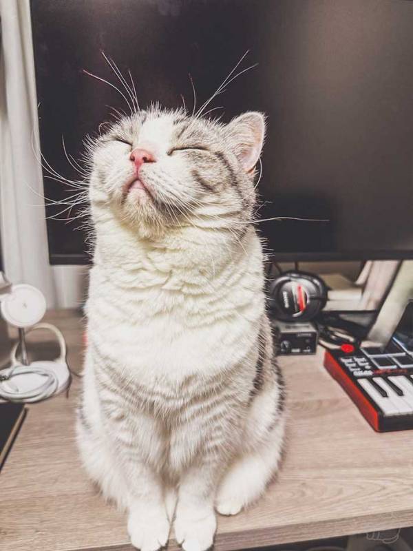 【宇宙と交信中？】　SF映画に登場しそうな猫、見せた表情が？「完全にアンテナ化」