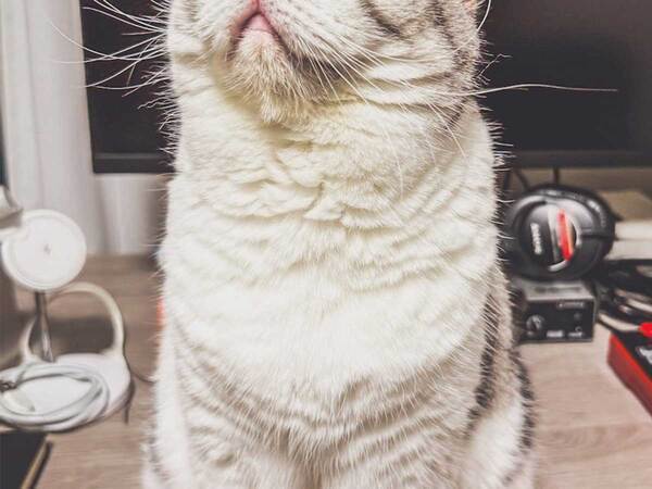 【宇宙と交信中？】　SF映画に登場しそうな猫、見せた表情が？「完全にアンテナ化」