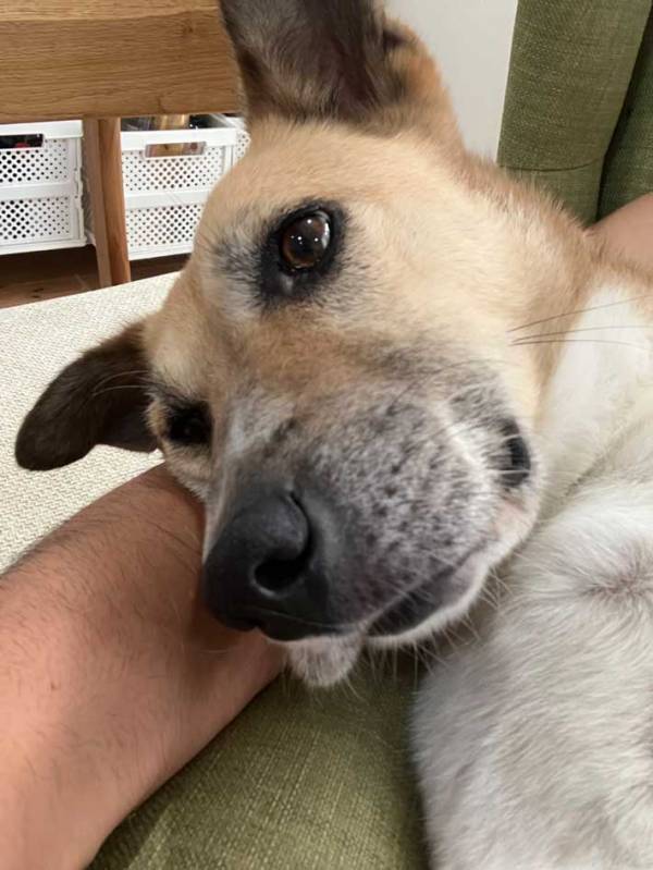 【甘えん坊病】体調不良の疑いがある犬　病院に連れて行ったら…？「笑った」「たくさん遊んであげて！」