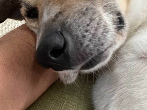 【甘えん坊病】体調不良の疑いがある犬　病院に連れて行ったら…？「笑った」「たくさん遊んであげて！」