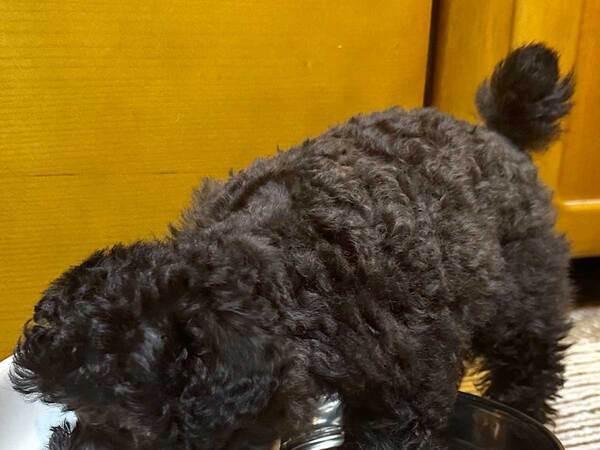 【ドジ】ごはんを上手に食べる犬　でも、足元は…「おいおい！」「足湯のつもり？」