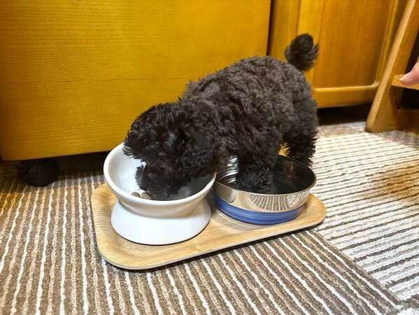 【ドジ】ごはんを上手に食べる犬　でも、足元は…「おいおい！」「足湯のつもり？」