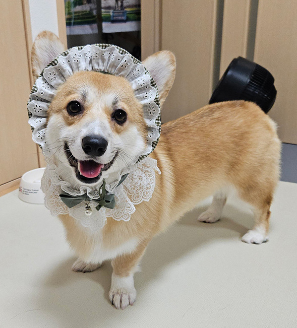 ひと目惚れして買った『犬用の帽子』　愛犬にかぶせてみると…「まるで赤ちゃん」「絵のモデルになれそう」