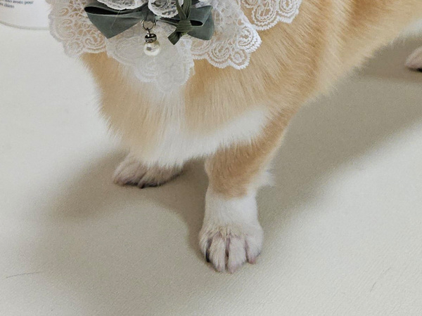 ひと目惚れして買った『犬用の帽子』　愛犬にかぶせてみると…「まるで赤ちゃん」「絵のモデルになれそう」