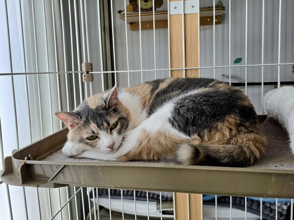 赤ちゃんのそばに近づこうとした猫　ドジな姿に「かわいすぎ」「最高の癒し」【心温まる猫4選】