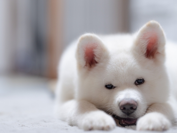 「まさか服が裏目に？」　犬の散歩後の姿に「爆笑した」「確かにそうなる」【散歩中の犬4選】