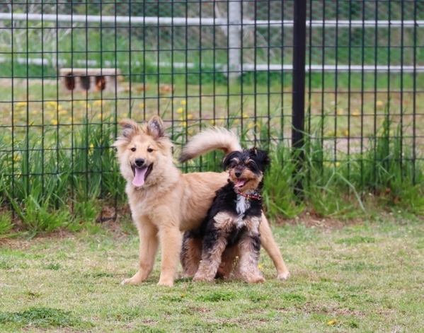 「まさか服が裏目に？」　犬の散歩後の姿に「爆笑した」「確かにそうなる」【散歩中の犬4選】