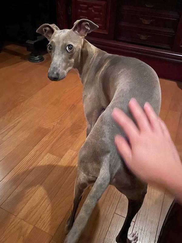 「尻を撫でてほしいし、撫でてくれる人の顔も見たい」　犬が飼い主に向けた『表情』が愛おしすぎる！