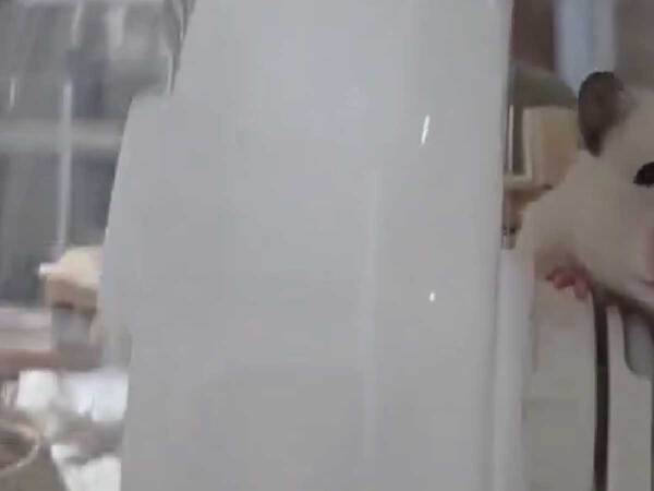 飼い主「裏に職人がいた」　回し車で遊ぶハムスターの姿に「前脚を鍛えている」「パワー」