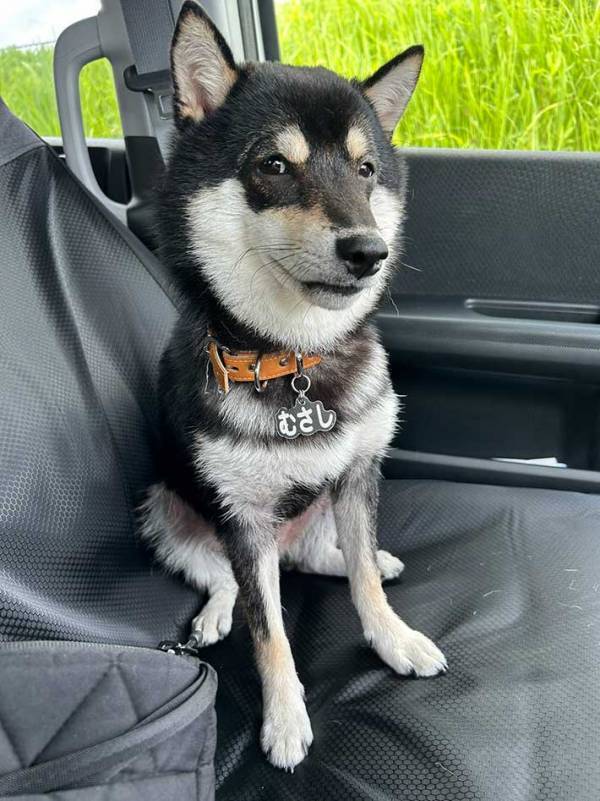車の助手席に座る柴犬　慣れない運転に焦る飼い主を見て？「顔が本気で疑ってる」