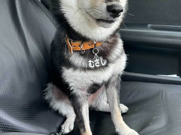 車の助手席に座る柴犬　慣れない運転に焦る飼い主を見て？「顔が本気で疑ってる」