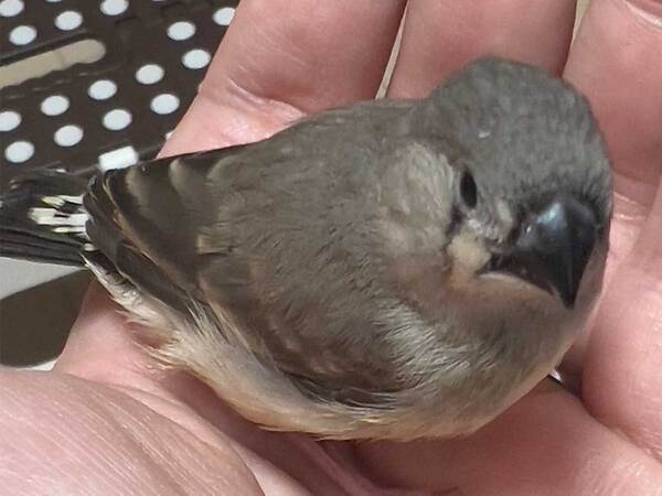 飼い主「親鳥が飼育を放棄してしまい…」　ヒナの『成長記録』に驚きと感動の声！