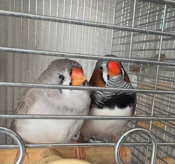 飼い主「親鳥が飼育を放棄してしまい…」　ヒナの『成長記録』に驚きと感動の声！