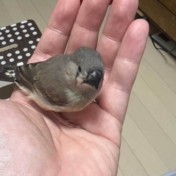 飼い主「親鳥が飼育を放棄してしまい…」　ヒナの『成長記録』に驚きと感動の声！