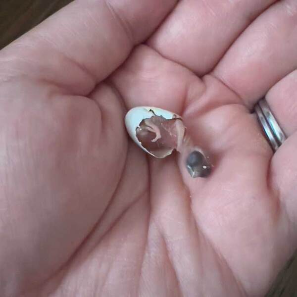 飼い主「親鳥が飼育を放棄してしまい…」　ヒナの『成長記録』に驚きと感動の声！