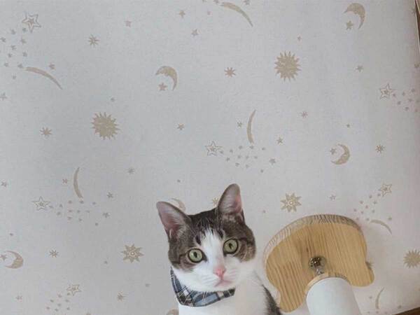 39度の熱がある飼い主　ベッドで上を見上げると愛猫が…「と、飛ぶなー！」「ロックオンされてる」