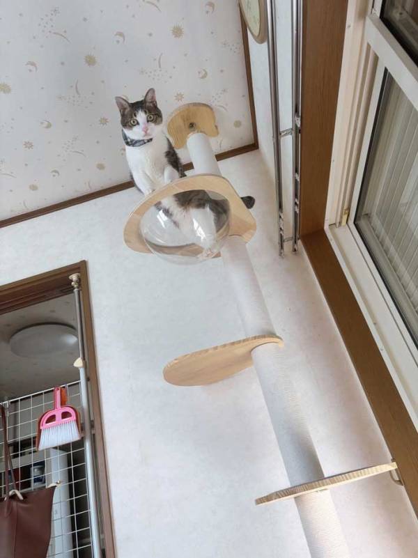 39度の熱がある飼い主　ベッドで上を見上げると愛猫が…「と、飛ぶなー！」「ロックオンされてる」