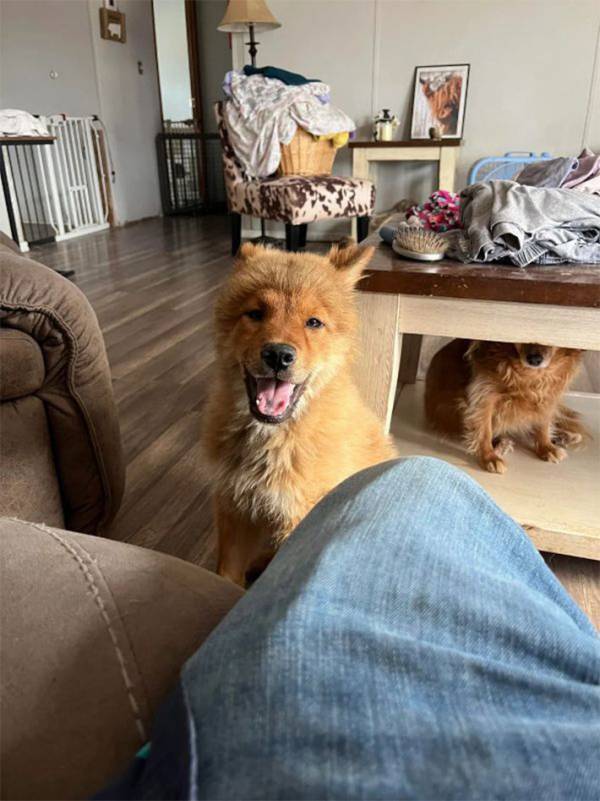 ユニークすぎる『見た目』の犬　頭の毛の具合が…「ライオンのコスプレみたい」「めっちゃかわいい」