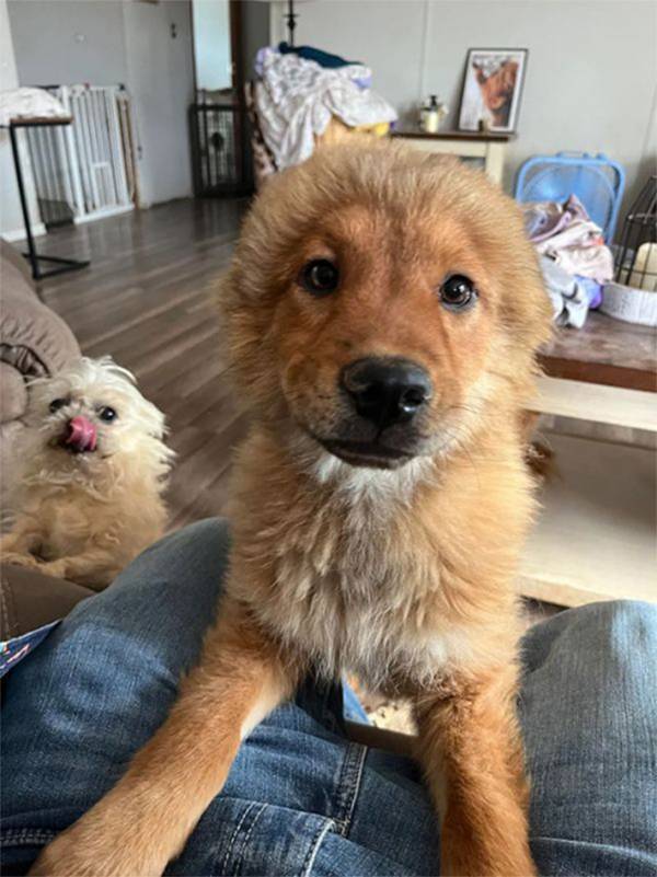 ユニークすぎる『見た目』の犬　頭の毛の具合が…「ライオンのコスプレみたい」「めっちゃかわいい」