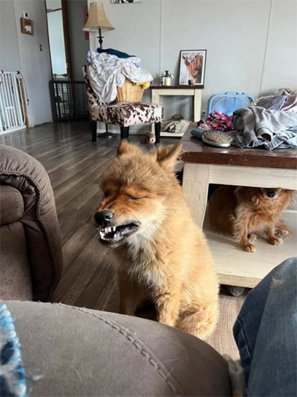 ユニークすぎる『見た目』の犬　頭の毛の具合が…「ライオンのコスプレみたい」「めっちゃかわいい」