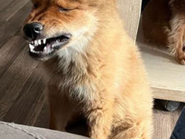 ユニークすぎる『見た目』の犬　頭の毛の具合が…「ライオンのコスプレみたい」「めっちゃかわいい」