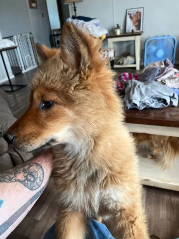 ユニークすぎる『見た目』の犬　頭の毛の具合が…「ライオンのコスプレみたい」「めっちゃかわいい」