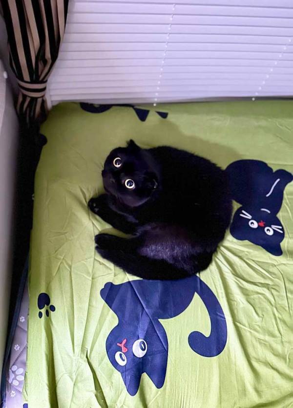 飼い主「柄かと思った」　ベッドシーツを見ると愛猫がいて…「3匹もいる」「見事な擬態」