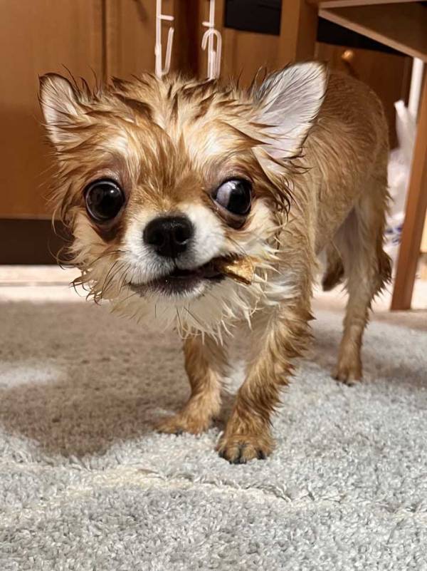 【ボス犬】ハードボイルドすぎる…　風呂上りの1枚に「マフィアかな」「葉巻くわえてる？」