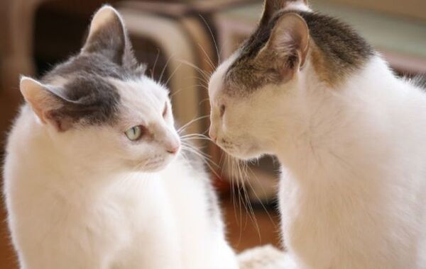 「お姉ちゃん返せ！」　猫が放った一撃に「腹筋崩壊」「まるでドラマ」【猫のひとコマ4選】