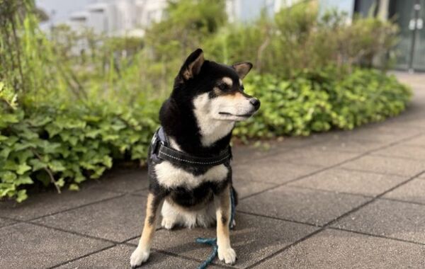 散歩中に立ち止まった黒柴　その先にいたのは…「まさかの相手」「笑い止まらん」【散歩体験談4選】