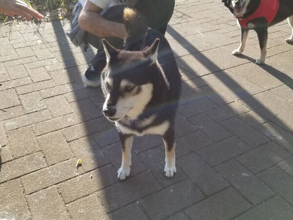 散歩中に立ち止まった黒柴　その先にいたのは…「まさかの相手」「笑い止まらん」【散歩体験談4選】