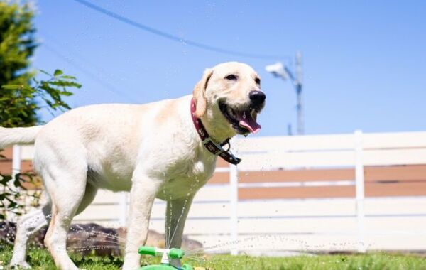 「ちょっと待って！」　親子ラブラドールの散歩姿に「爆笑した」「元気すぎる」【散歩中のひとコマ4選】