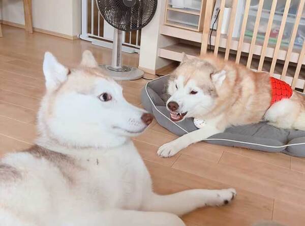 【壁画犬】父ハスキーに怒られた娘ハスキー　表情に「吹いた」「白目見えすぎ」
