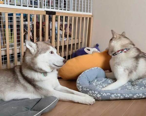【壁画犬】父ハスキーに怒られた娘ハスキー　表情に「吹いた」「白目見えすぎ」