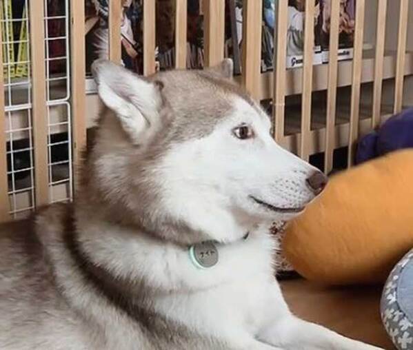【壁画犬】父ハスキーに怒られた娘ハスキー　表情に「吹いた」「白目見えすぎ」
