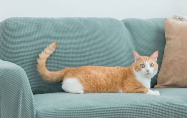 王様のようにソファを占領する猫　飼い主の行動に「爆笑」「共感しかない」【猫の行動4選】