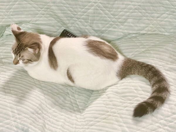 王様のようにソファを占領する猫　飼い主の行動に「爆笑」「共感しかない」【猫の行動4選】