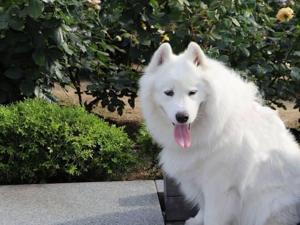 「隊長、帰りますよ！」　猛吹雪で動かない柴犬に「爆笑」「尊い」【散歩中のドラマ4選】