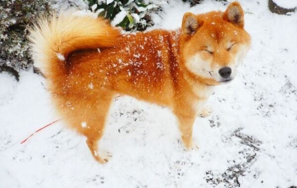 「隊長、帰りますよ！」　猛吹雪で動かない柴犬に「爆笑」「尊い」【散歩中のドラマ4選】