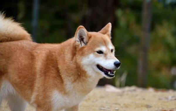 「2階から顔出してた子よね？」　声をかけられた柴犬の秘密に「爆笑」「納得」【笑える犬の行動4選】