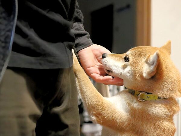 「2階から顔出してた子よね？」　声をかけられた柴犬の秘密に「爆笑」「納得」【笑える犬の行動4選】