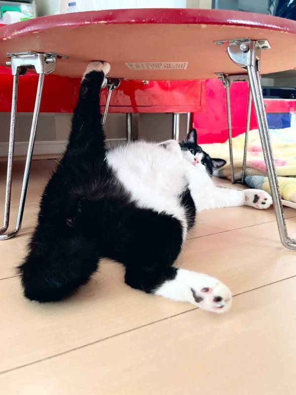 「NARUTOで出てきそうなキック」「力持ちすぎるだろ！」　テーブルの下の猫、後ろ脚を見ると…