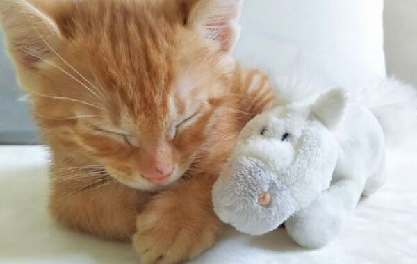 姿を消した保護猫を探したら…　発見場所に「爆笑」「かわいすぎる」【予想外の行動4選】