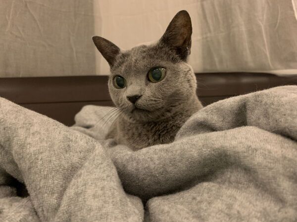 姿を消した保護猫を探したら…　発見場所に「爆笑」「かわいすぎる」【予想外の行動4選】