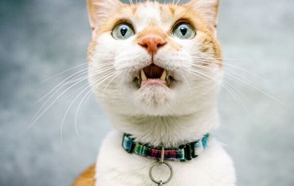 シャッターを切り続けて出会えた1枚　猫の姿に「最高の瞬間」「一生の宝物」【猫の衝撃ショット4選】